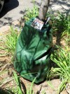 Going on vacation? Hire a sitter for your garden