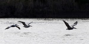 Annual bird counts give scientists climate clues