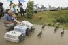 12-week-old orphaned Mallards return to their home pond