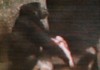 Binti the Gorilla