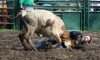 Windy City Rodeo