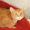 Pets of the week