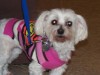 Pets of the week