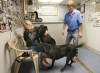 Dutch Pet Motel_3
