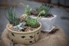Succulent 6
