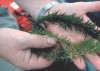 Sale of varieties of aquatic plants banned