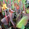 Herbal Healer: What is canna?