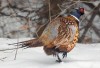Century of study focuses on birds in Illinois