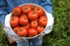 Homegrown food is safer, cheaper, and pretty easy  