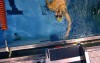 First Calumet Alumni Swim Invite to help raise funds and memories