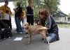 4 arrested, 20 dogs seized in dogfighting raid