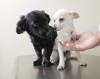 Paw preference tests can be fun for your pets