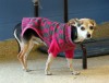 Pet of the week: Terrance