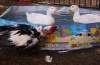 Pets-Easter Ducks