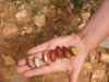 Herbal Healer: What is argan?