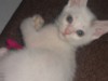 Pets of the week