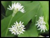 Herbal Healer: What is ramson?