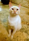 Pets of the week