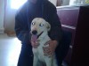 Pets of the week