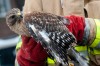 Firefighters extend their reach to rescue hawk