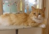 Pets of the week