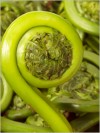 Fern