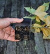 Give roots elbow room by pruning