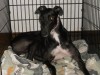 Pets of the week