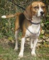 Pets of the week