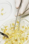 Seeds growing in petri dishes
