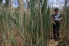 Tracking environmental restoration, stem by stem
