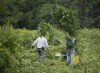 Cops pull 5,000 marijuana plants