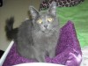 Pets of the week