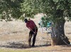Tiger Woods