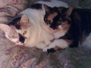 Pets of the week