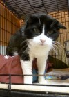 Pets of the week