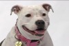 Valparaiso dog featured on Chicago TV