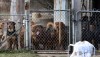 Police raid Chesterton-area home suspected of animal hoarding