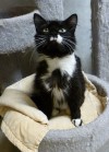 Pets of the week