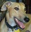 Pets of the week