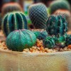 Succulent 3