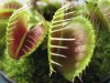 Venus Fly Trap