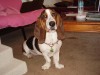 Bone up on pet first aid