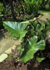 Coffe Cup Elephant Ear Tropical Plant
