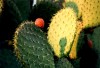 What is nopal?