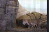 No snow day for zoo staff