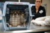 Veterinarian on a mission to spay, neuter cats