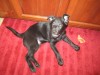 Pets of the week