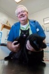 Hammond vet comes to the rescue of cats