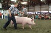 A fine time for swine